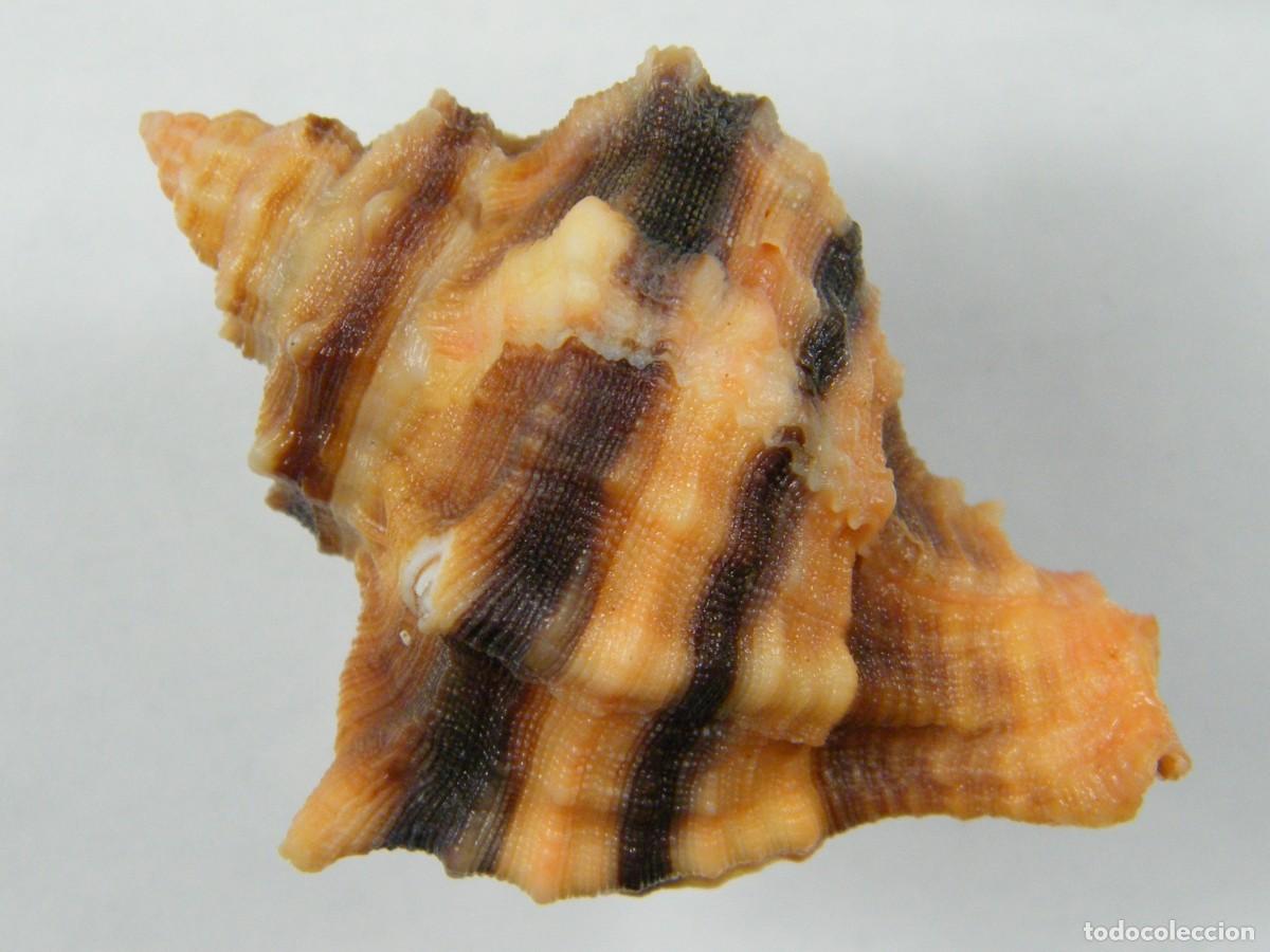 Coleccionismo de moluscos: #34030 Hexaplex trunculus. Espa&ntilde;a. - Foto 3