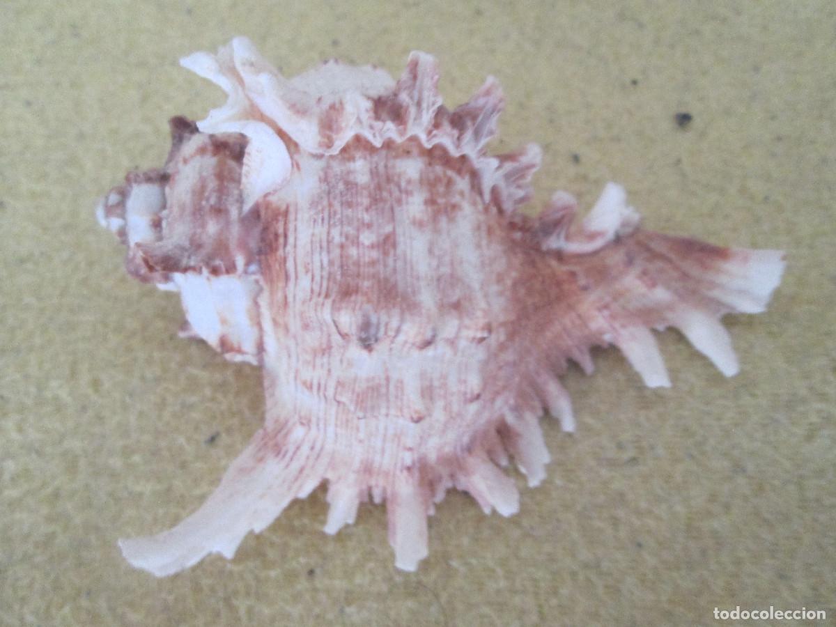 Coleccionismo de moluscos: CONCHA DE MAR NATURAL - Foto 1