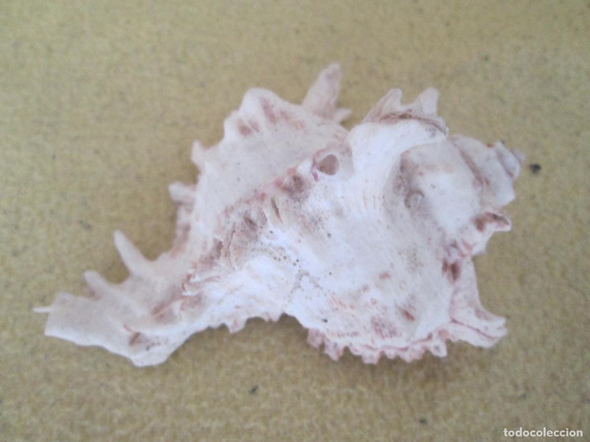 Coleccionismo de moluscos: CONCHA DE MAR NATURAL - Foto 1
