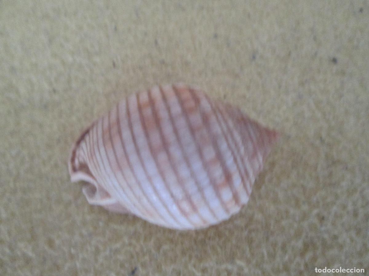 Coleccionismo de moluscos: CONCHA DE MAR NATURAL - Foto 1