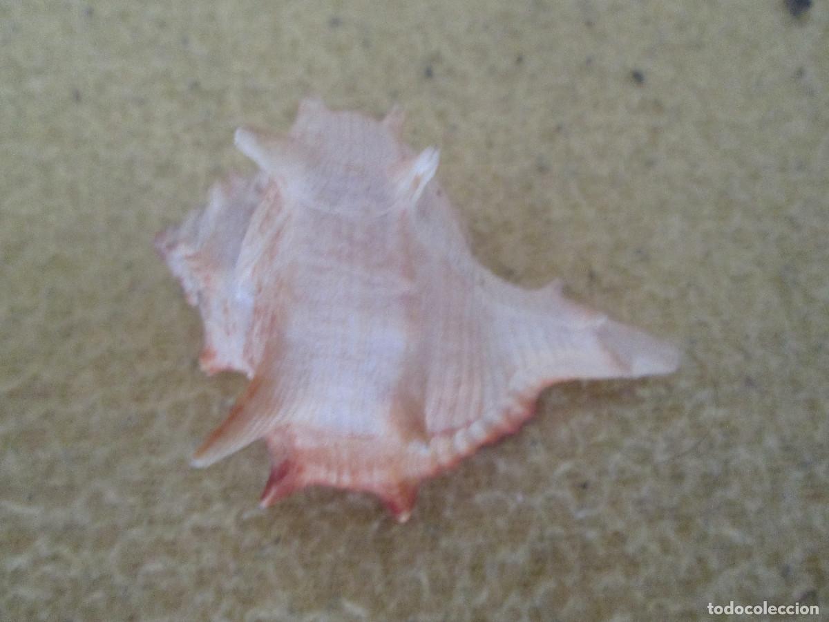 Coleccionismo de moluscos: CONCHA DE MAR NATURAL - Foto 1