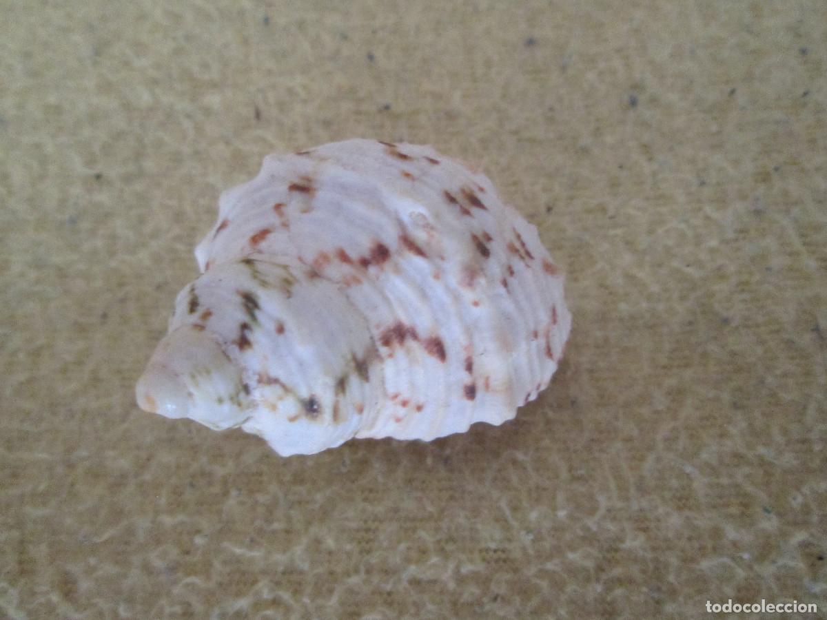 Coleccionismo de moluscos: CONCHA DE MAR NATURAL - Foto 1