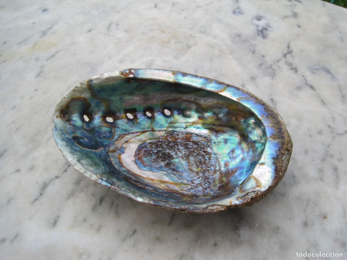 Coleccionismo de moluscos: CONCHA DE HALIOTIS - OREJA DE MAR - ABUL&Oacute;N - Foto 1