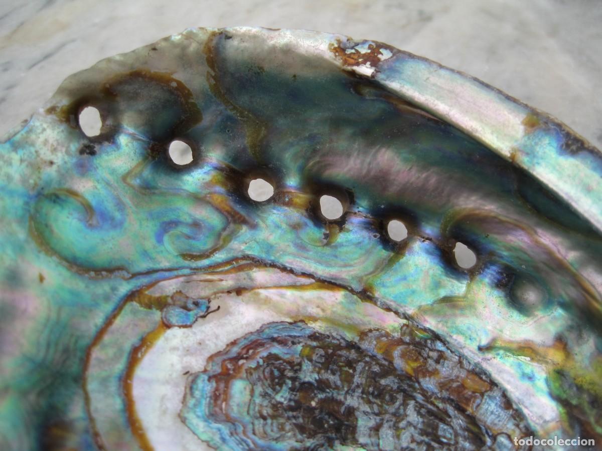 Coleccionismo de moluscos: CONCHA DE HALIOTIS - OREJA DE MAR - ABUL&Oacute;N - Foto 2