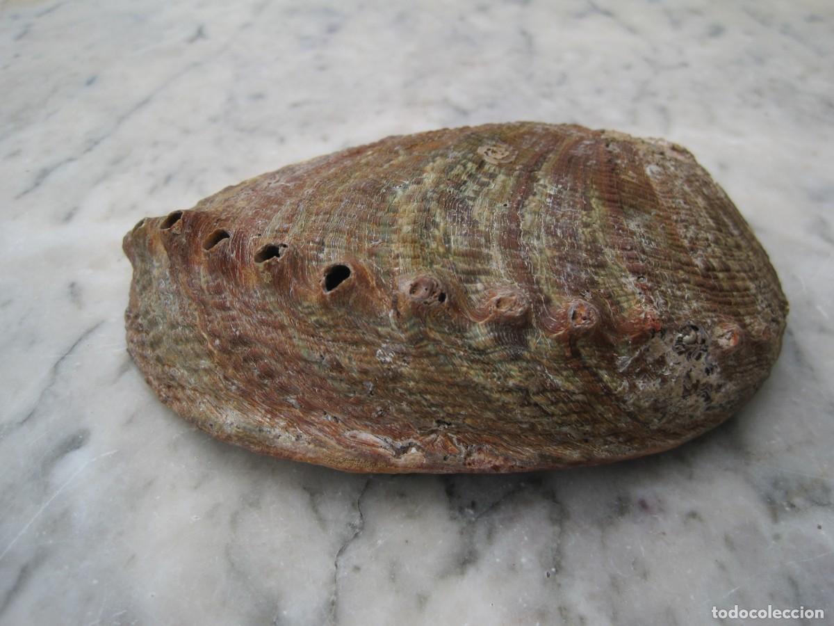 Coleccionismo de moluscos: CONCHA DE HALIOTIS - OREJA DE MAR - ABUL&Oacute;N - Foto 6