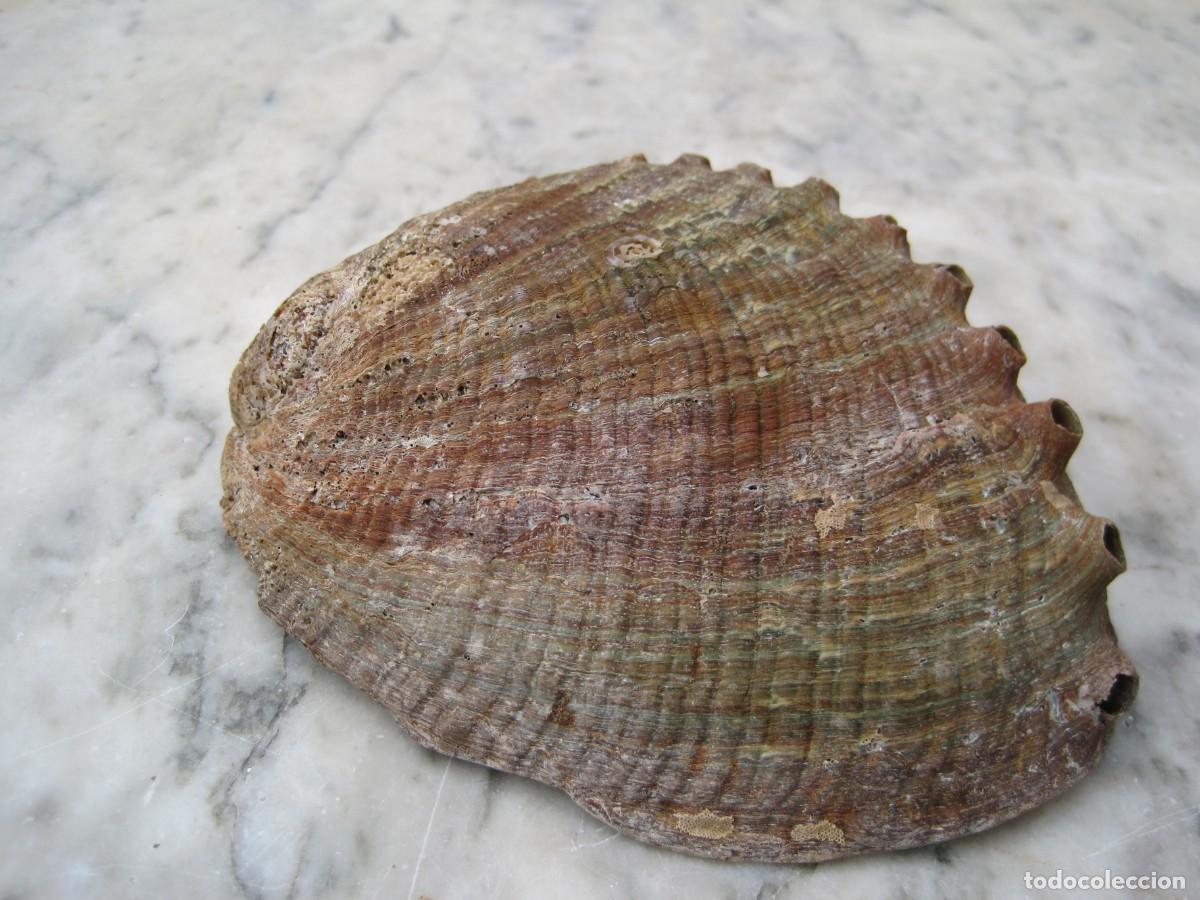 Coleccionismo de moluscos: CONCHA DE HALIOTIS - OREJA DE MAR - ABUL&Oacute;N - Foto 7