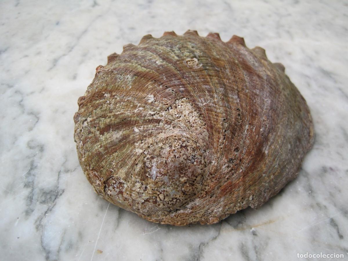 Coleccionismo de moluscos: CONCHA DE HALIOTIS - OREJA DE MAR - ABUL&Oacute;N - Foto 8