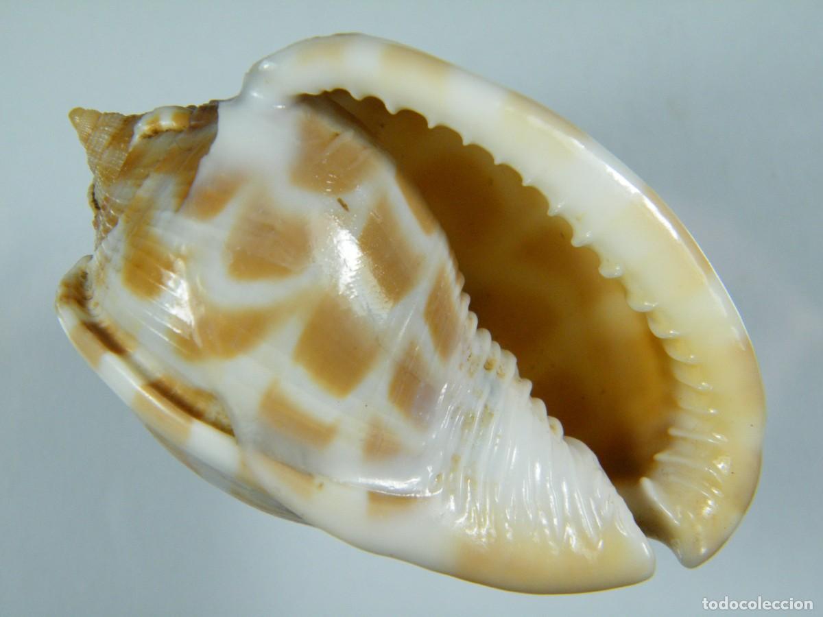Coleccionismo de moluscos: #34061 Phalium areola, India. - Foto 1