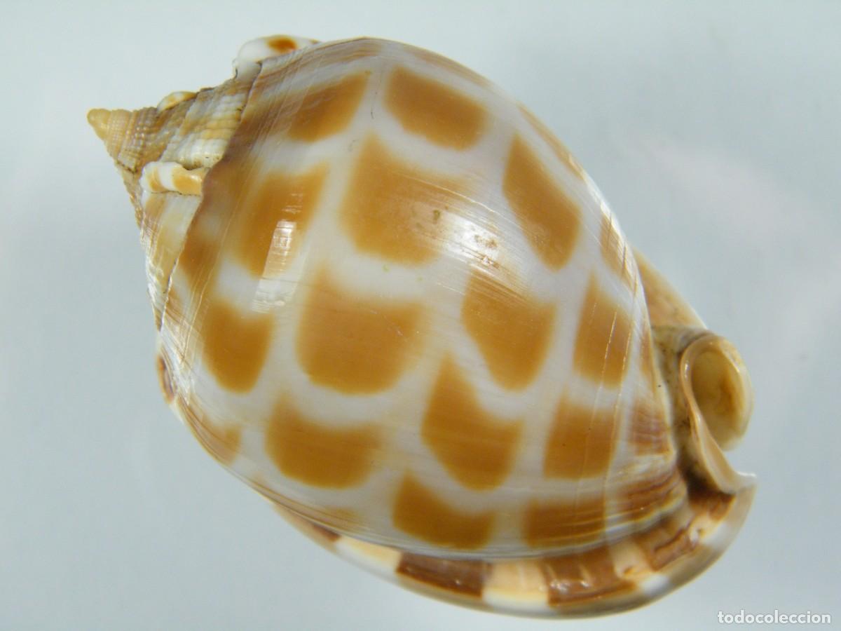 Coleccionismo de moluscos: #34061 Phalium areola, India. - Foto 3