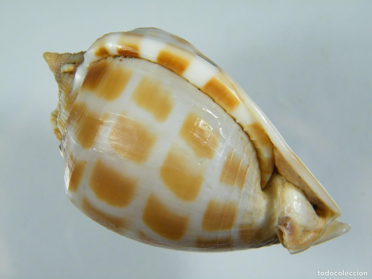 Coleccionismo de moluscos: #34061 Phalium areola, India. - Foto 4