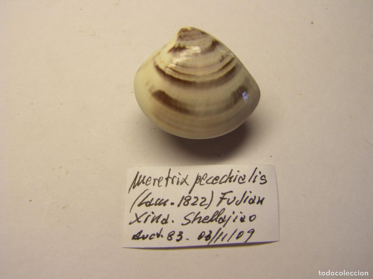 Coleccionismo de moluscos: Bivalvo shell meretrix pecechialis. China. - Foto 1