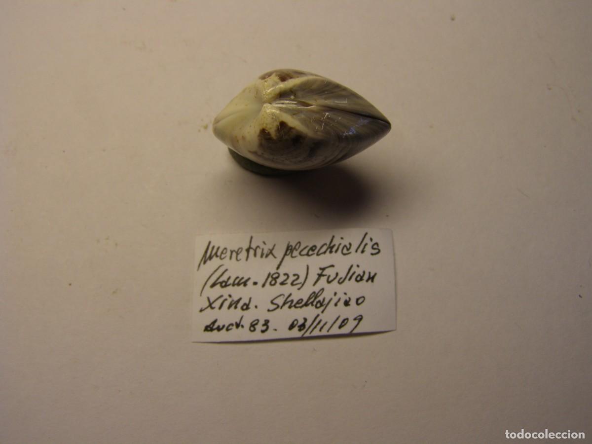 Coleccionismo de moluscos: Bivalvo shell meretrix pecechialis. China. - Foto 2