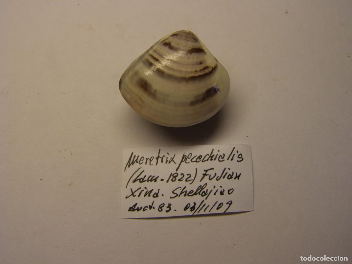 Coleccionismo de moluscos: Bivalvo shell meretrix pecechialis. China. - Foto 3