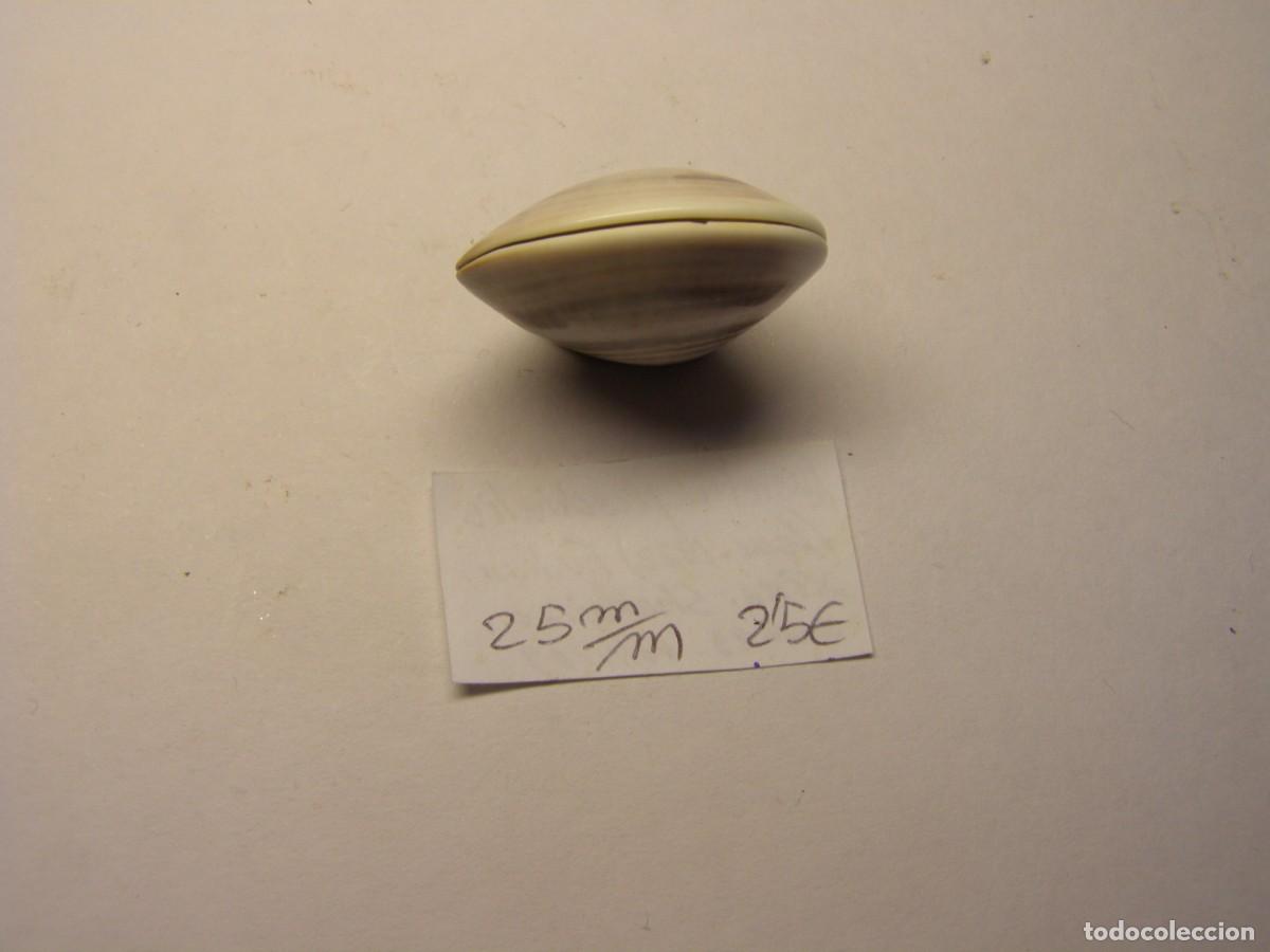 Coleccionismo de moluscos: Bivalvo shell meretrix pecechialis. China. - Foto 4