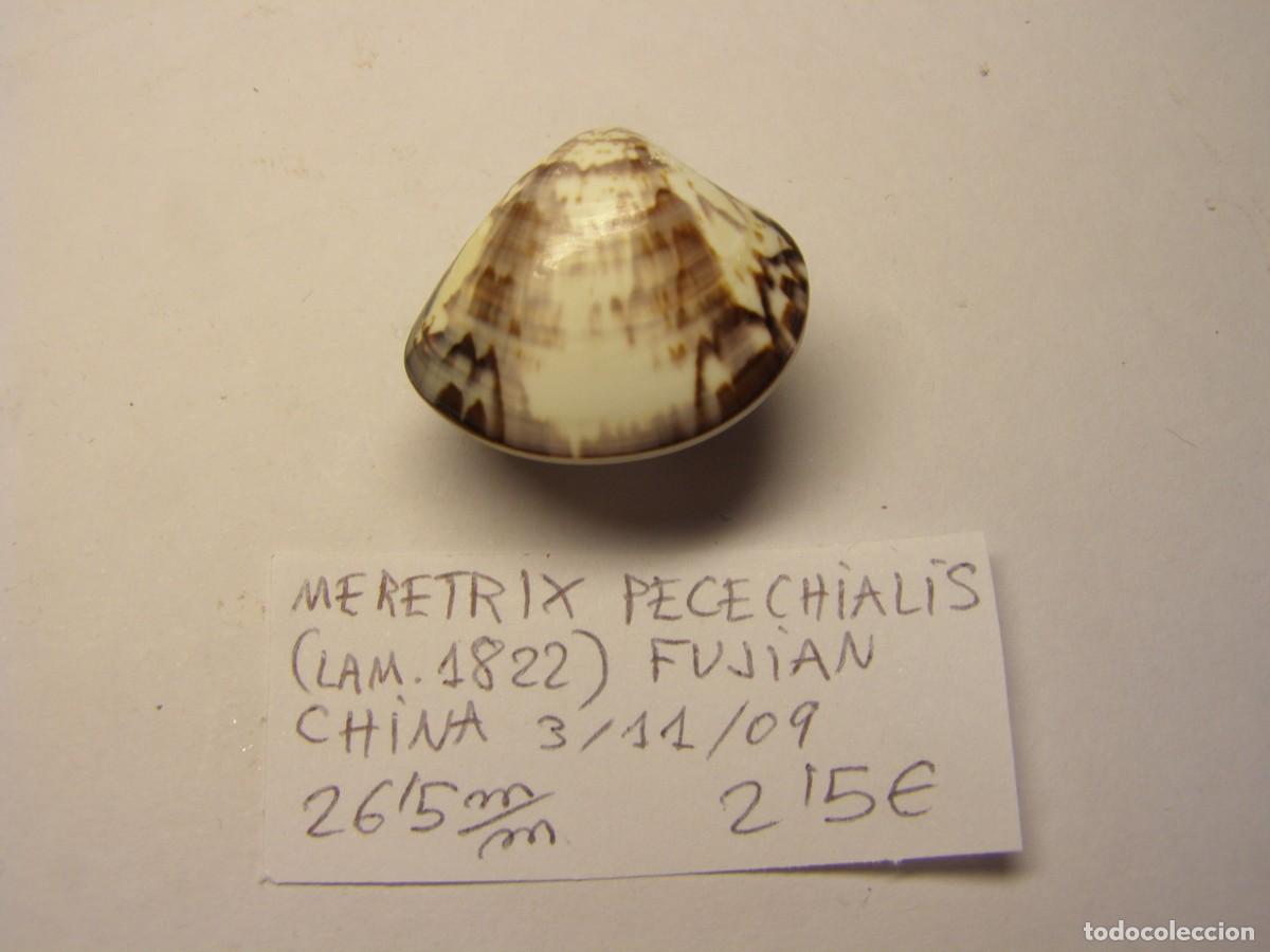 Coleccionismo de moluscos: Bivalvo shell meretrix pecechialis. China. - Foto 1