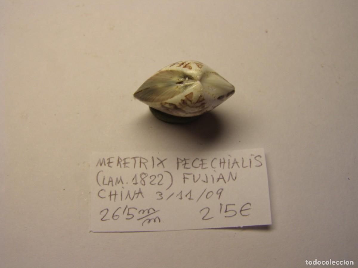 Coleccionismo de moluscos: Bivalvo shell meretrix pecechialis. China. - Foto 2