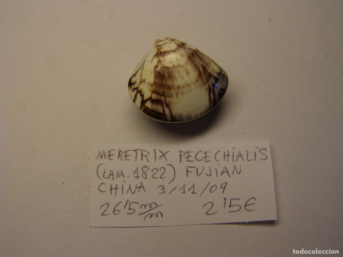 Coleccionismo de moluscos: Bivalvo shell meretrix pecechialis. China. - Foto 3