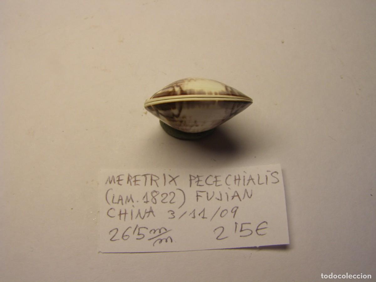 Coleccionismo de moluscos: Bivalvo shell meretrix pecechialis. China. - Foto 4