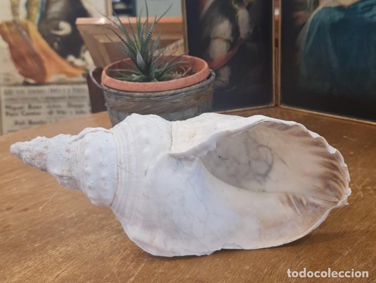 Coleccionismo de moluscos: Triplofusus Gigantea - Foto 1