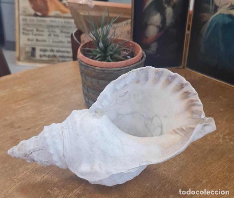 Coleccionismo de moluscos: Triplofusus Gigantea - Foto 2