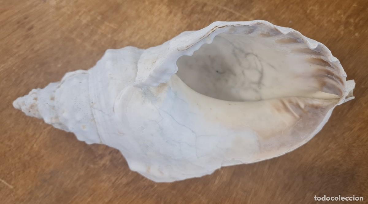 Coleccionismo de moluscos: Triplofusus Gigantea - Foto 3