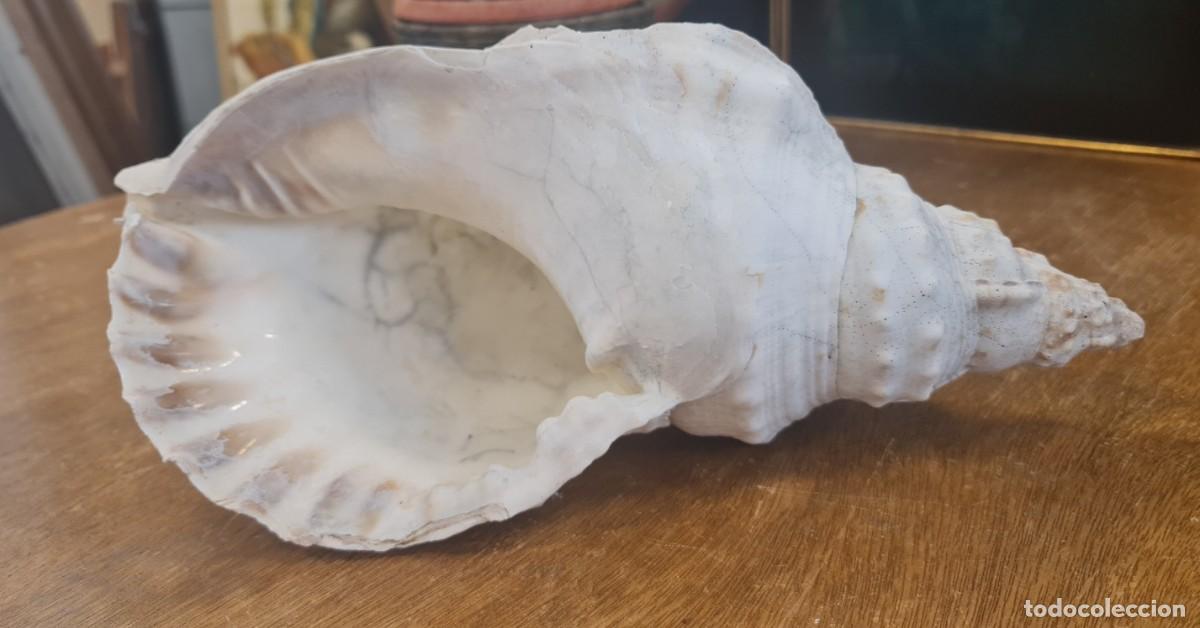 Coleccionismo de moluscos: Triplofusus Gigantea - Foto 4
