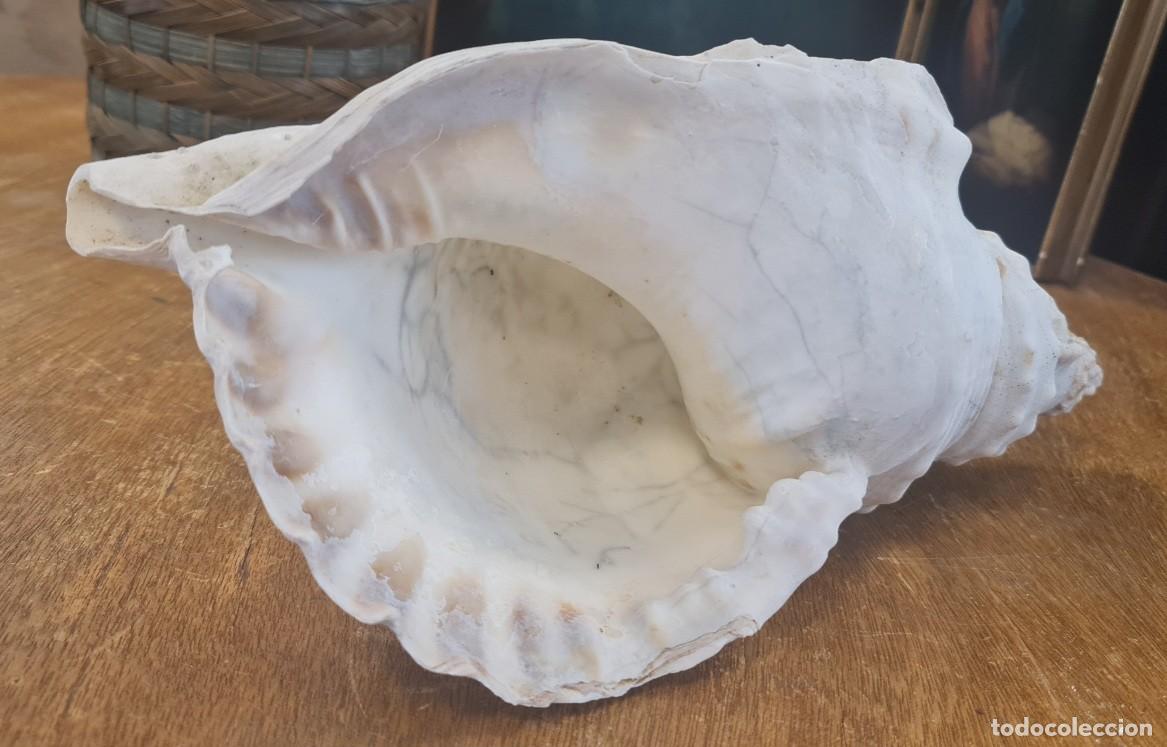 Coleccionismo de moluscos: Triplofusus Gigantea - Foto 6