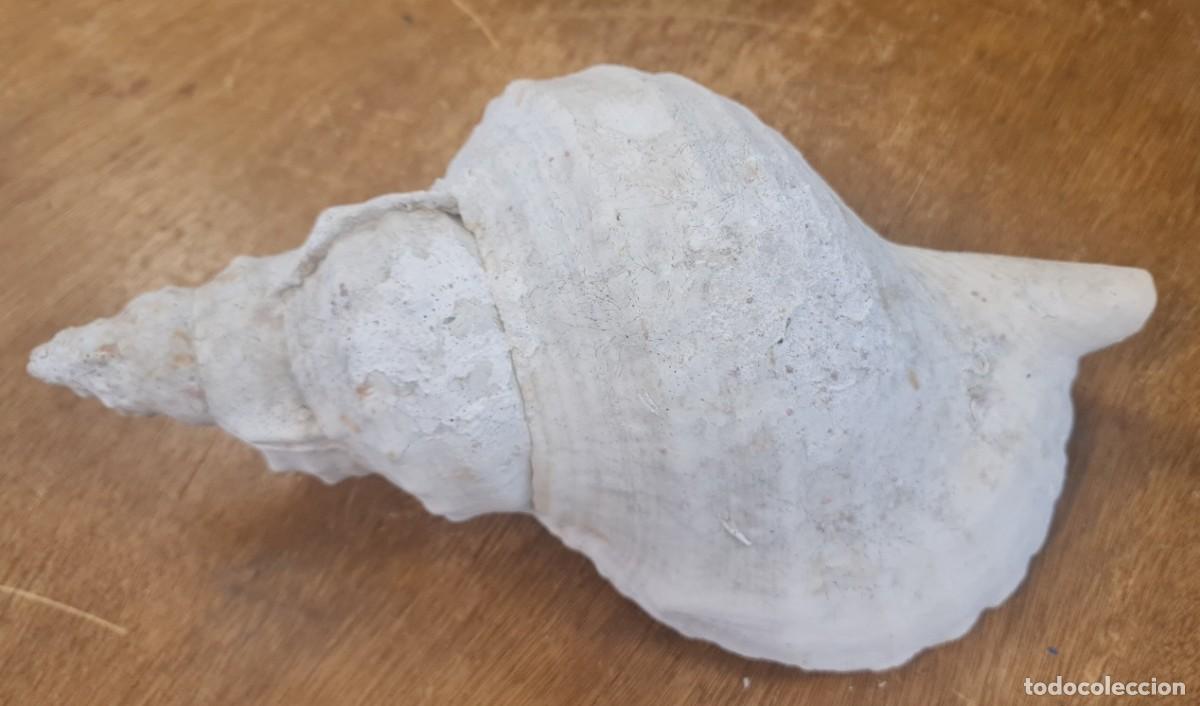 Coleccionismo de moluscos: Triplofusus Gigantea - Foto 7