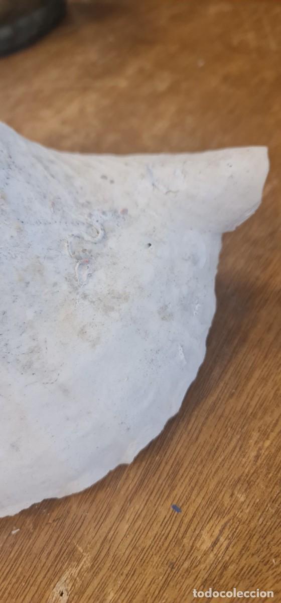 Coleccionismo de moluscos: Triplofusus Gigantea - Foto 8
