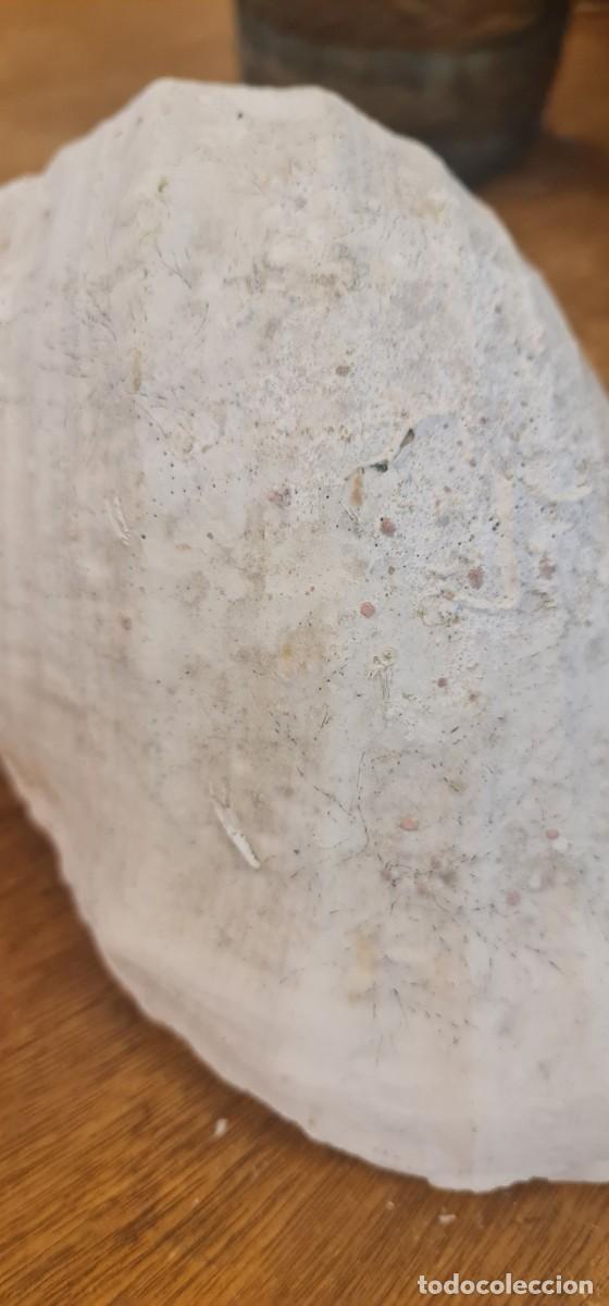 Coleccionismo de moluscos: Triplofusus Gigantea - Foto 9