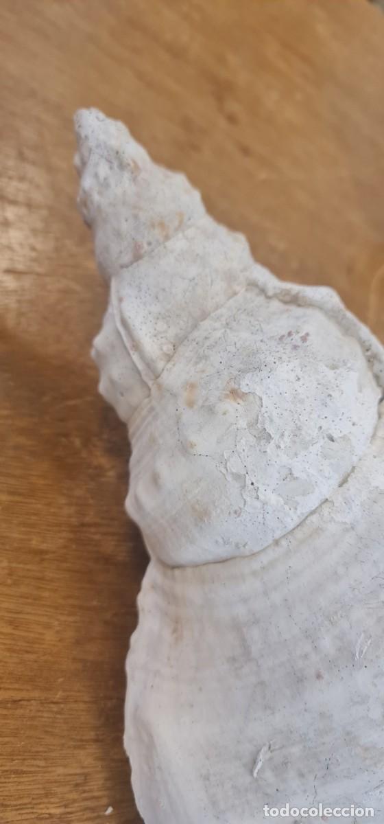 Coleccionismo de moluscos: Triplofusus Gigantea - Foto 10