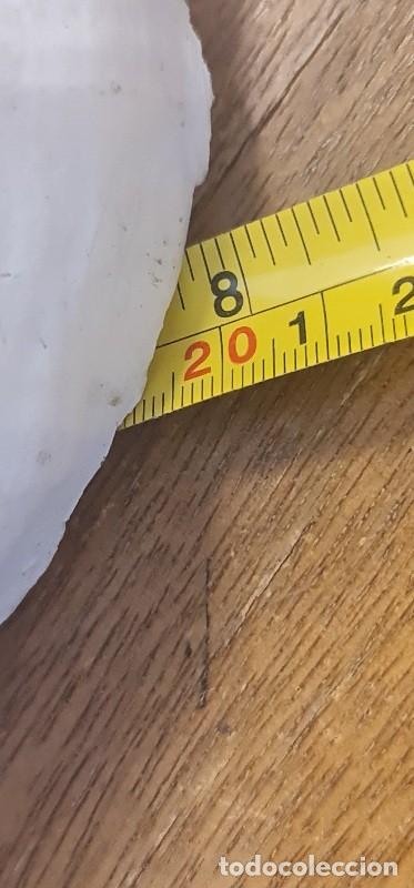 Coleccionismo de moluscos: Triplofusus Gigantea - Foto 12