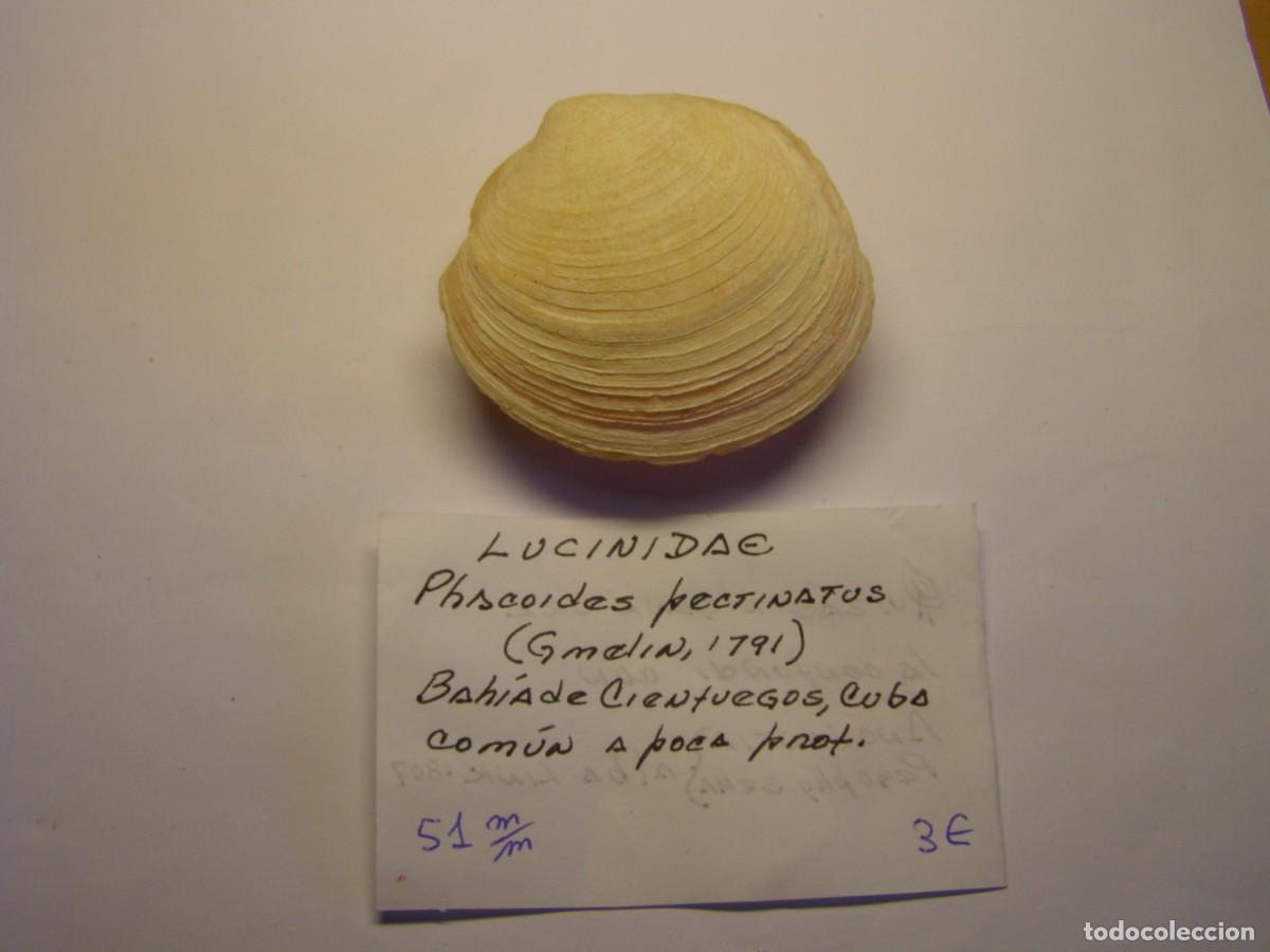 Coleccionismo de moluscos: Bivalvo shell phacoides pectinatus. Cuba. - Foto 1