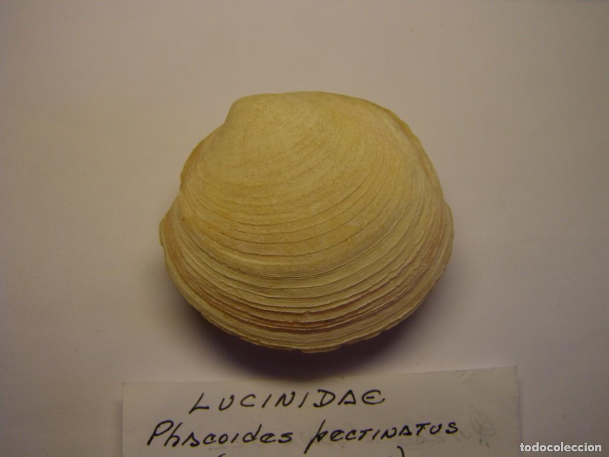 Coleccionismo de moluscos: Bivalvo shell phacoides pectinatus. Cuba. - Foto 2