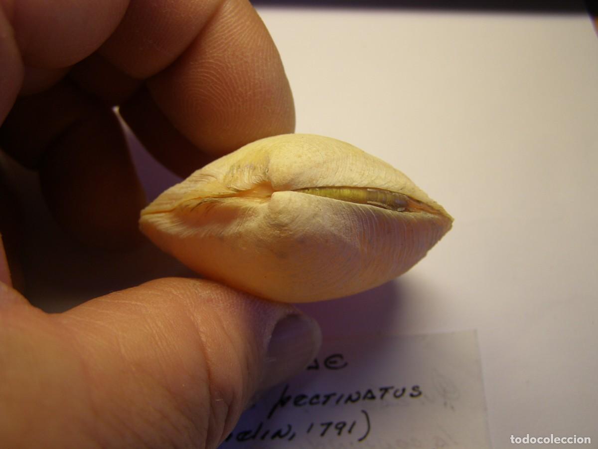 Coleccionismo de moluscos: Bivalvo shell phacoides pectinatus. Cuba. - Foto 3
