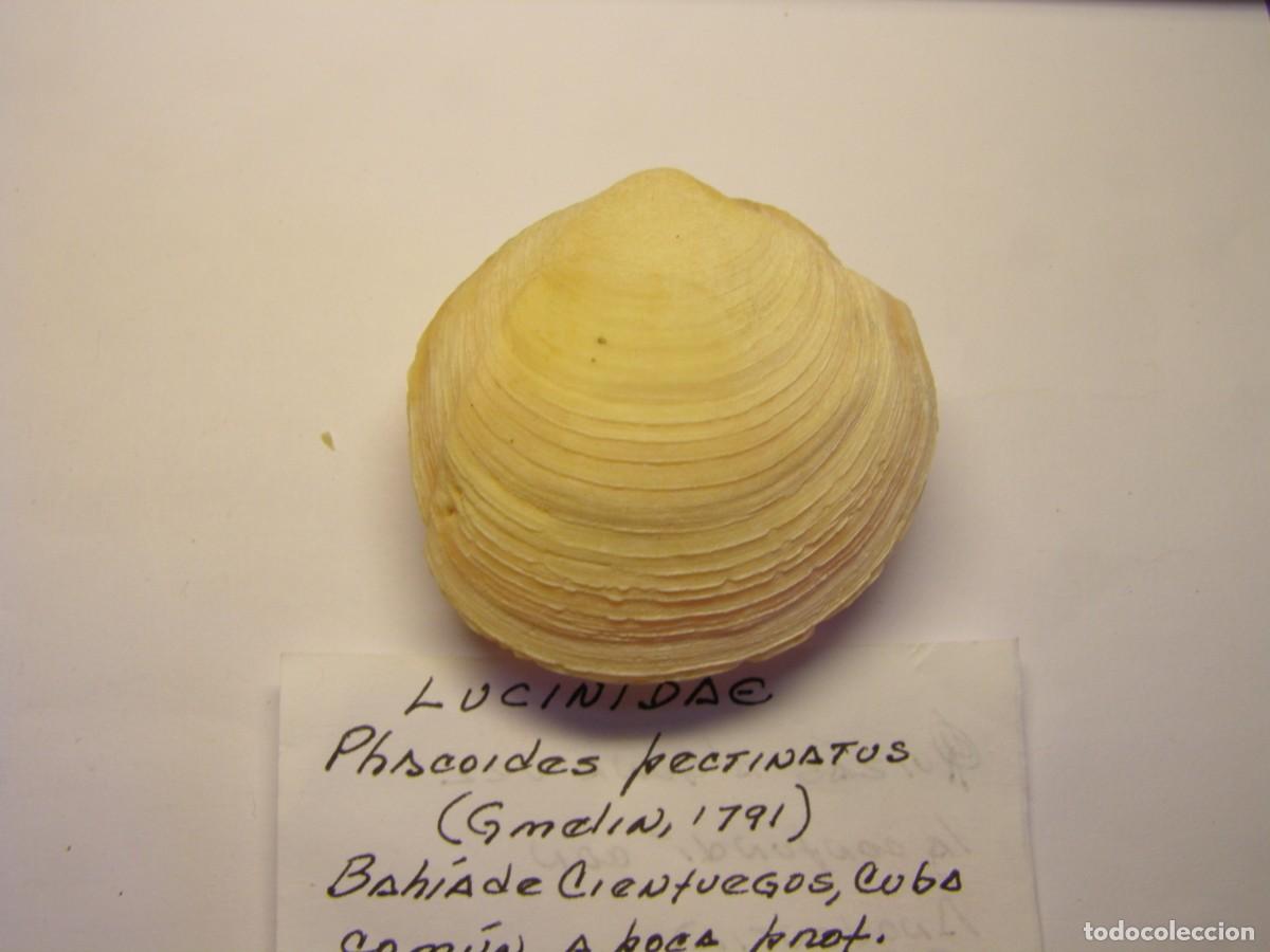Coleccionismo de moluscos: Bivalvo shell phacoides pectinatus. Cuba. - Foto 4