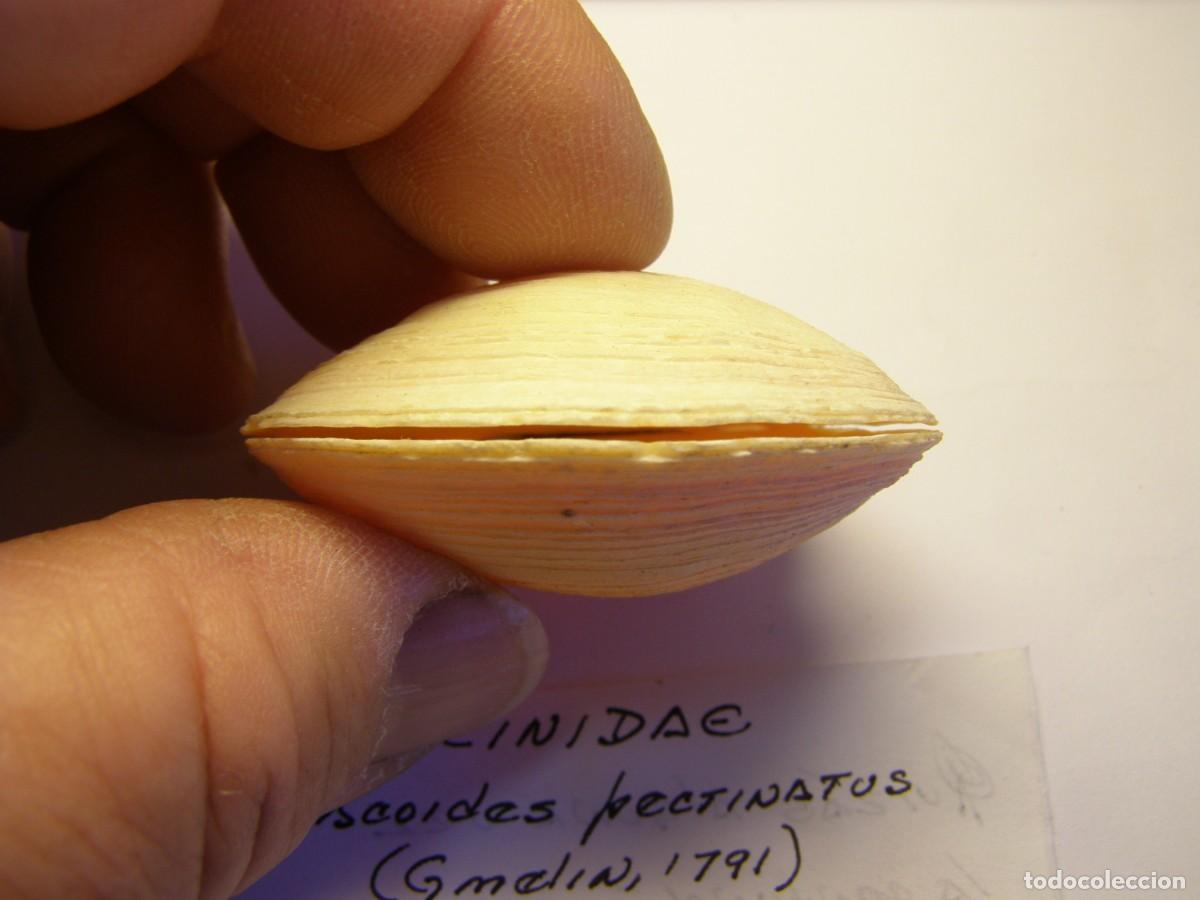Coleccionismo de moluscos: Bivalvo shell phacoides pectinatus. Cuba. - Foto 5
