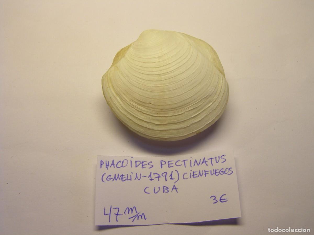 Coleccionismo de moluscos: Bivalvo shell phacoides pectinatus. Cuba. - Foto 1