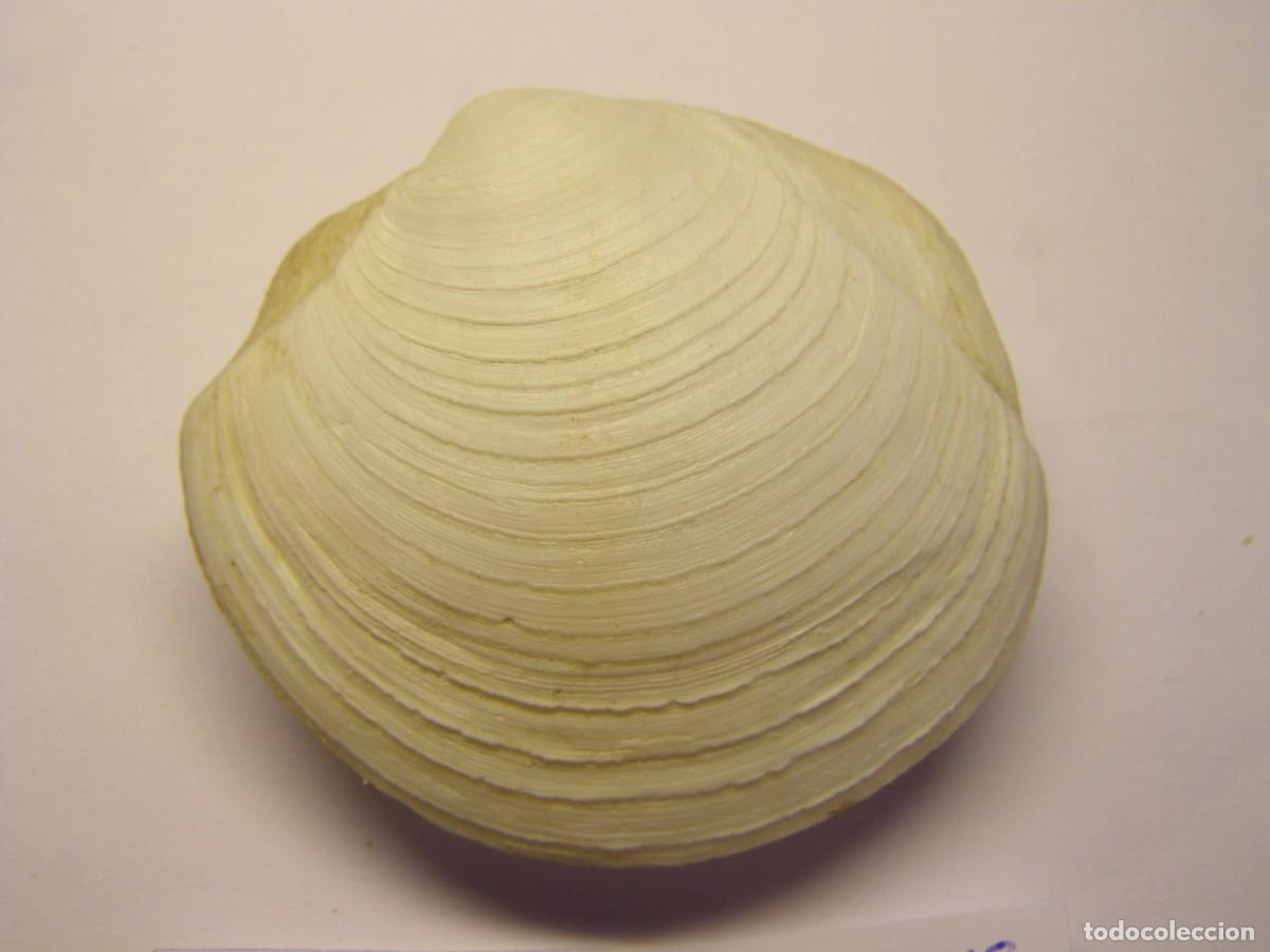 Coleccionismo de moluscos: Bivalvo shell phacoides pectinatus. Cuba. - Foto 2