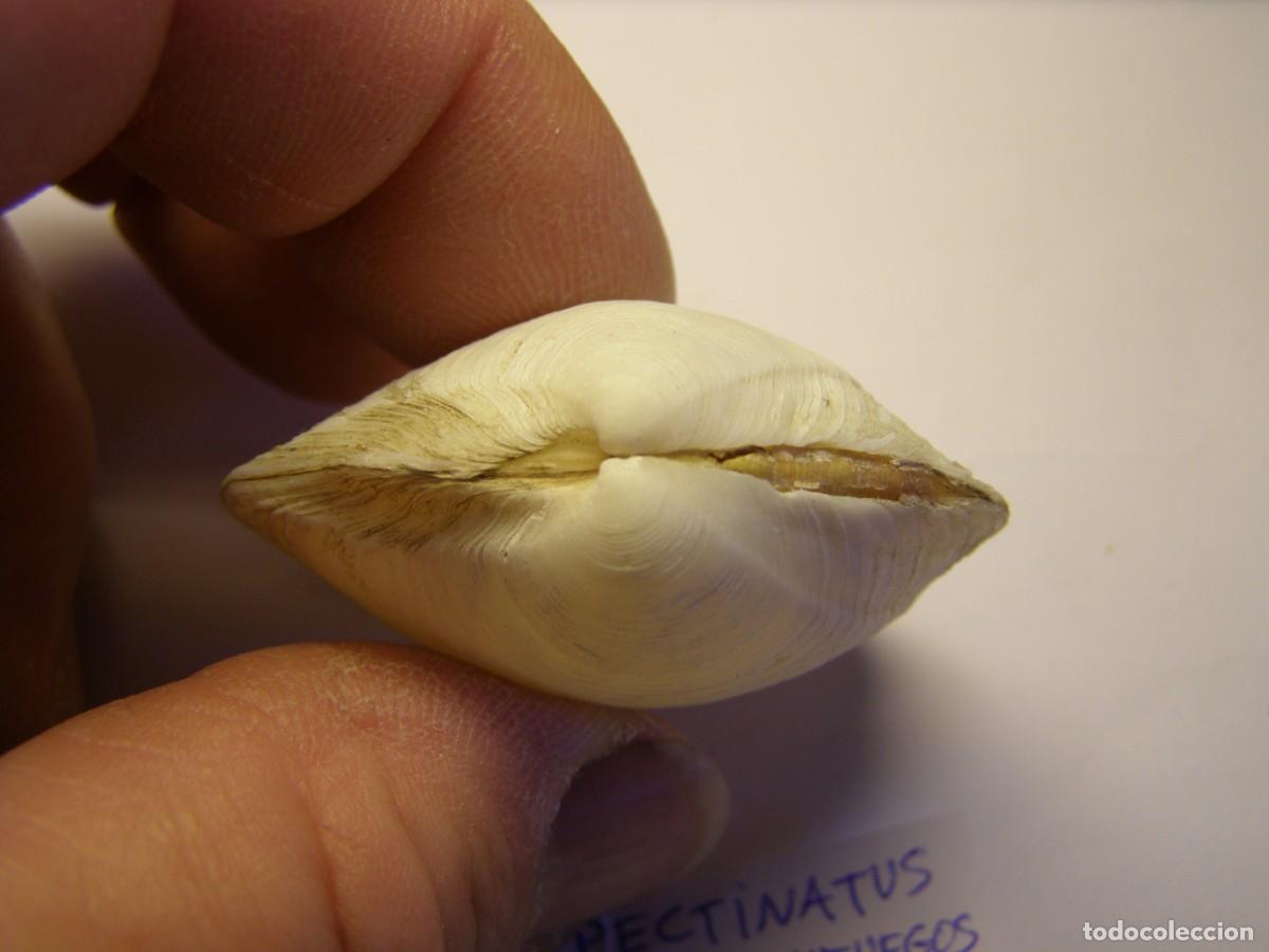 Coleccionismo de moluscos: Bivalvo shell phacoides pectinatus. Cuba. - Foto 3
