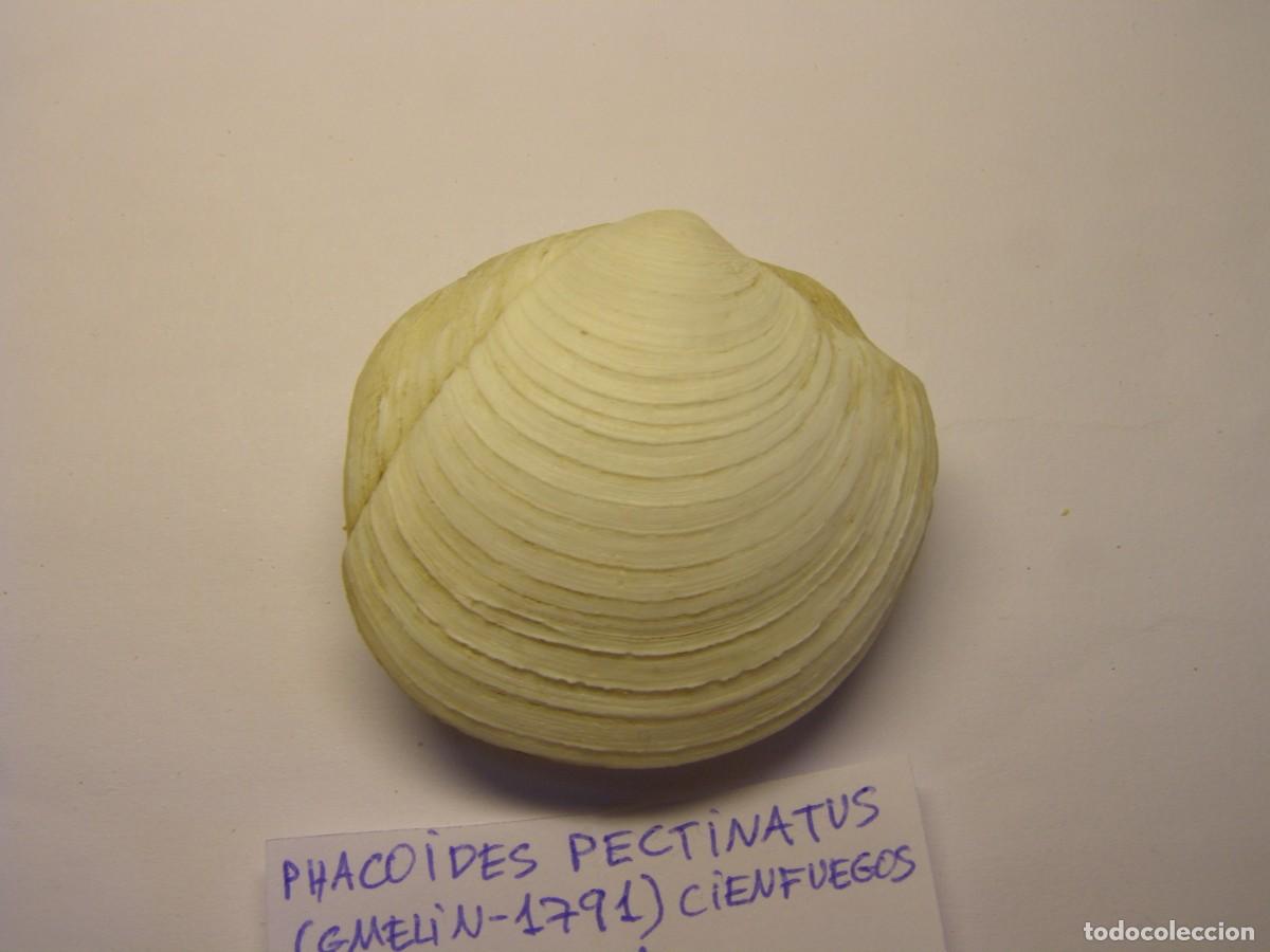 Coleccionismo de moluscos: Bivalvo shell phacoides pectinatus. Cuba. - Foto 4