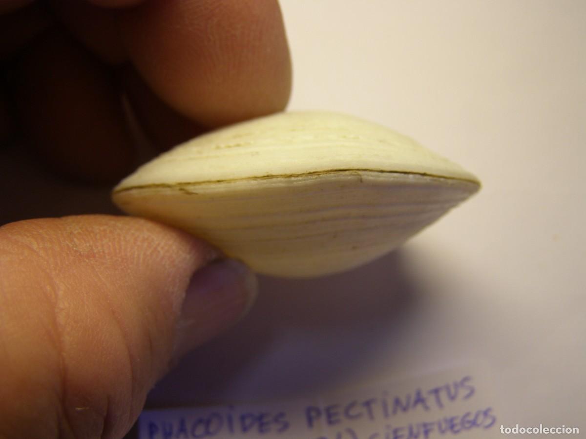 Coleccionismo de moluscos: Bivalvo shell phacoides pectinatus. Cuba. - Foto 5