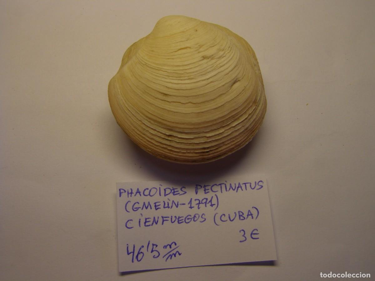 Coleccionismo de moluscos: Bivalvo shell phacoides pectinatus. Cuba. - Foto 1