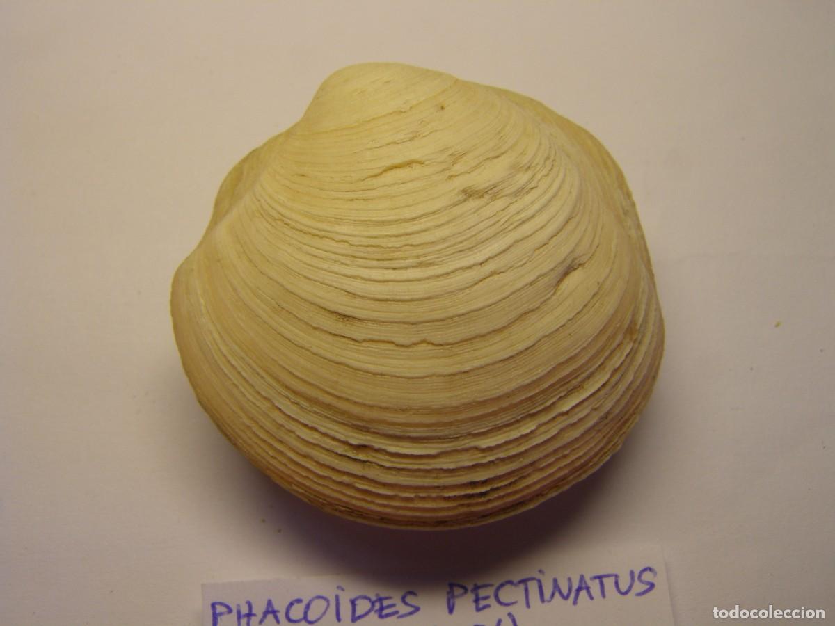 Coleccionismo de moluscos: Bivalvo shell phacoides pectinatus. Cuba. - Foto 2