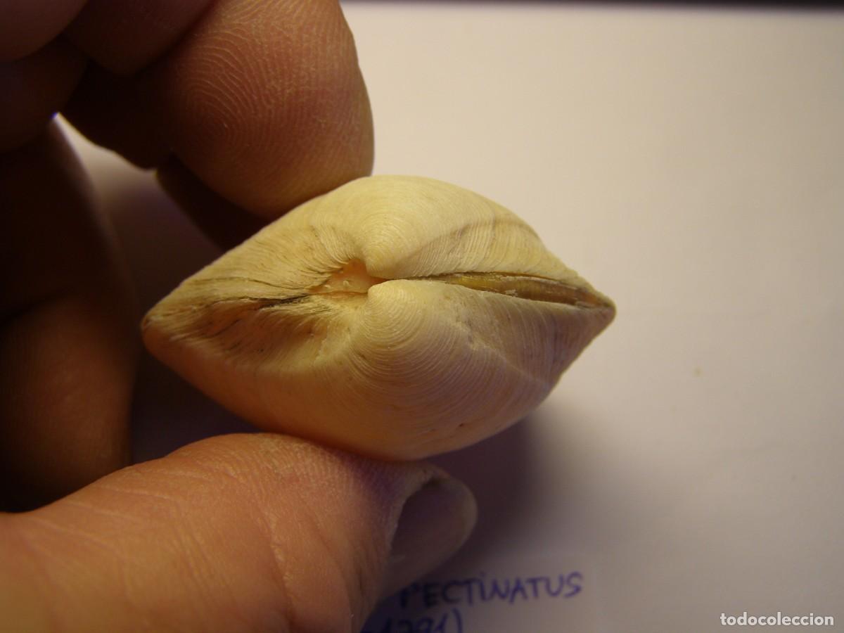 Coleccionismo de moluscos: Bivalvo shell phacoides pectinatus. Cuba. - Foto 3