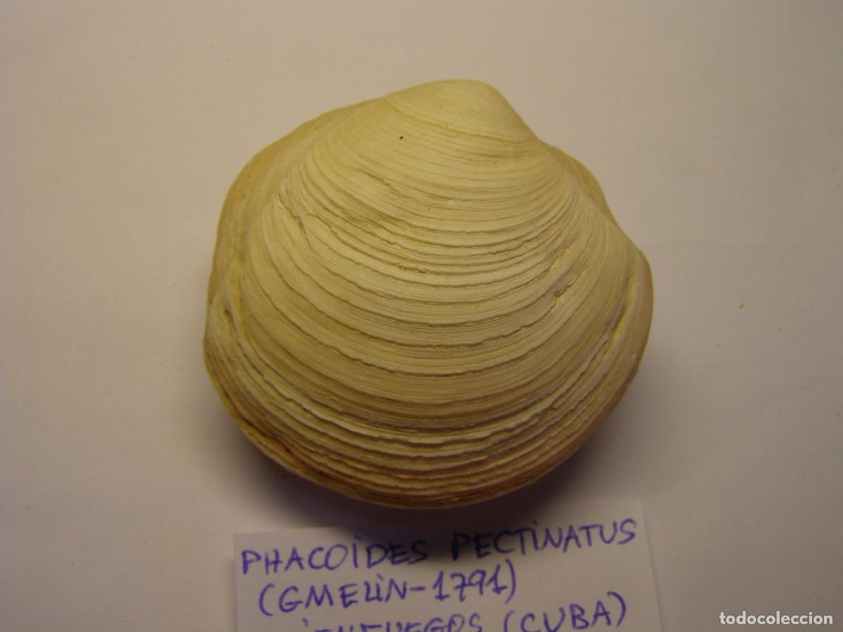 Coleccionismo de moluscos: Bivalvo shell phacoides pectinatus. Cuba. - Foto 4