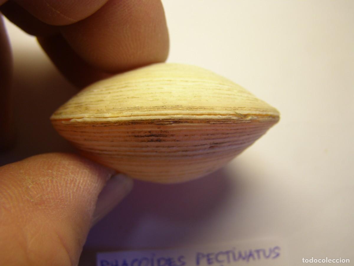 Coleccionismo de moluscos: Bivalvo shell phacoides pectinatus. Cuba. - Foto 5