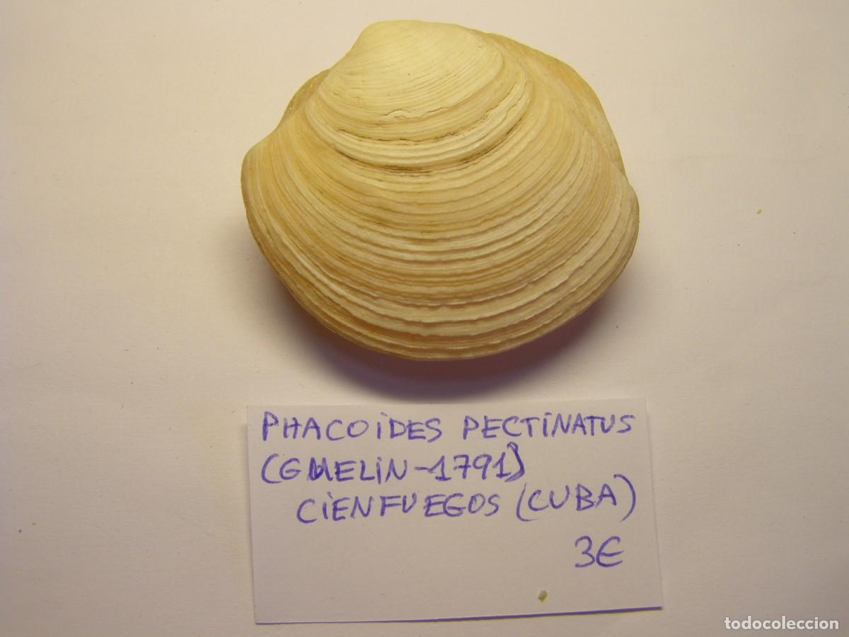 Coleccionismo de moluscos: Bivalvo shell phacoides pectinatus. Cuba. - Foto 1
