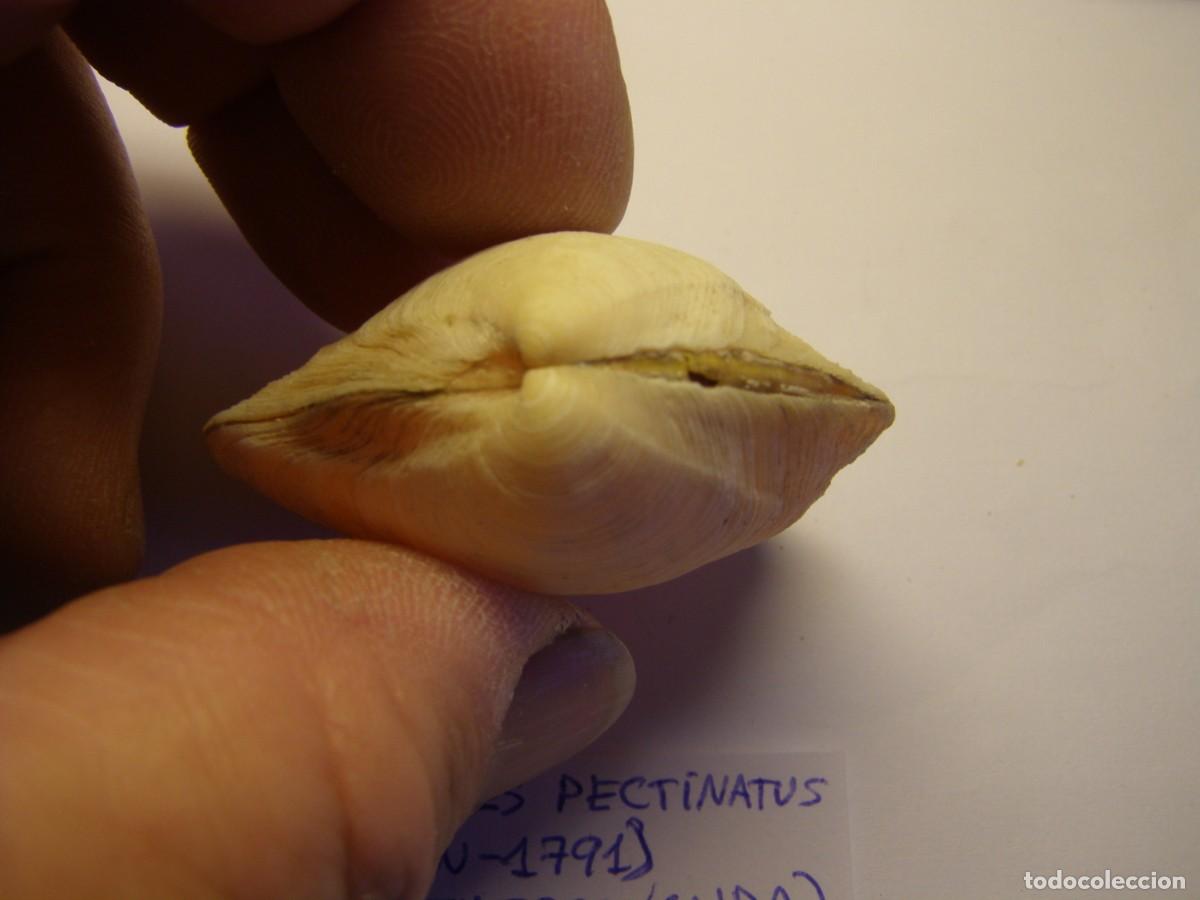 Coleccionismo de moluscos: Bivalvo shell phacoides pectinatus. Cuba. - Foto 2