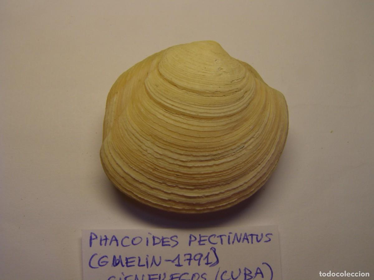 Coleccionismo de moluscos: Bivalvo shell phacoides pectinatus. Cuba. - Foto 3